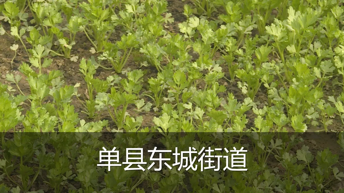 单县东城街道