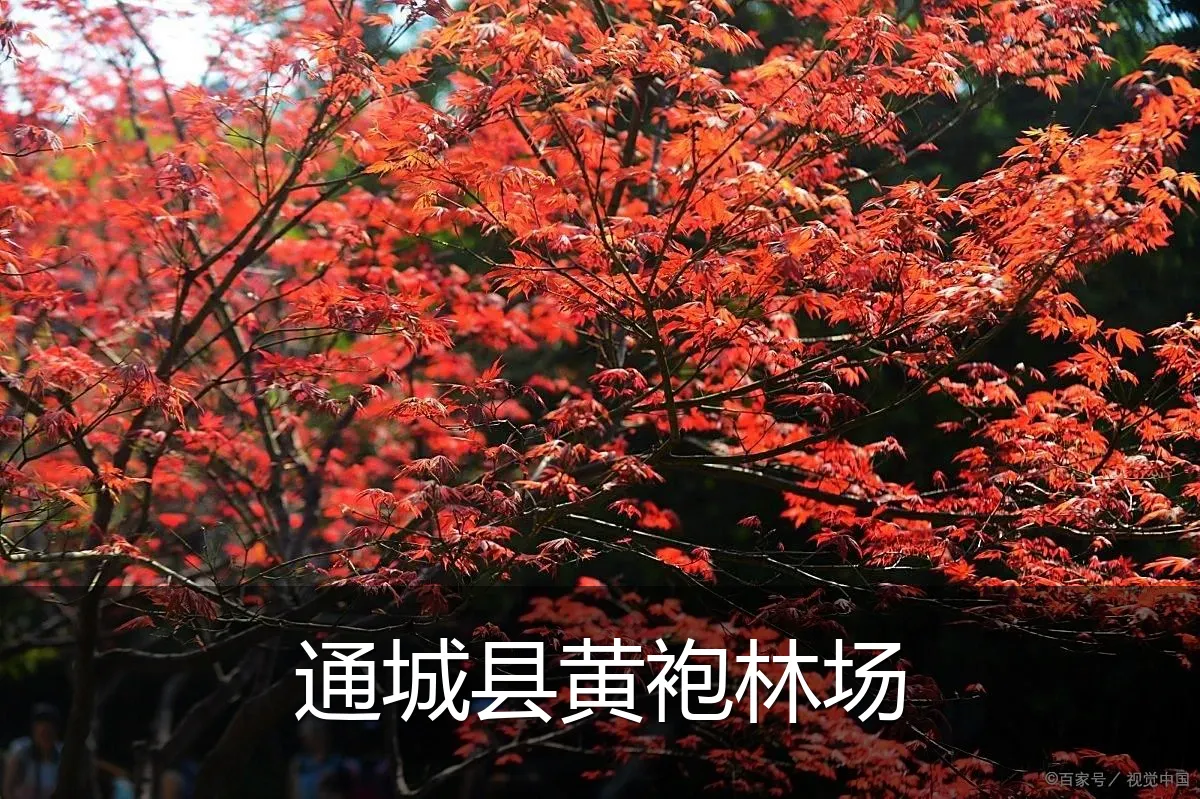 通城县黄袍林场